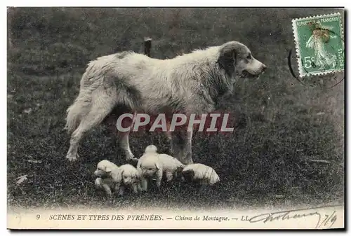 Cartes postales Chiens de montagne Pyrenees Chien