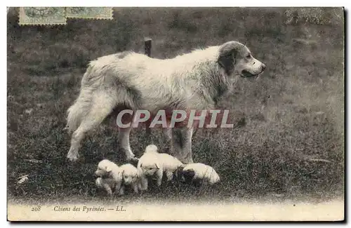 Ansichtskarte AK Chiens des Pyrenees Chien