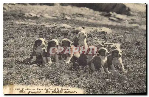 Cartes postales Chiens Chien Famille de chiens du Grand St Bernard