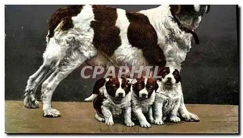 Cartes postales Chiens du St Bernard Chien