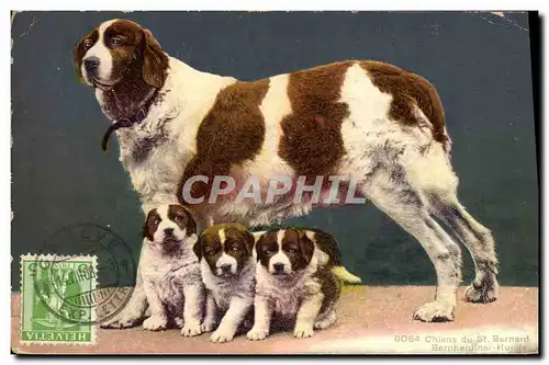 Cartes postales Chiens du St Bernard Chien