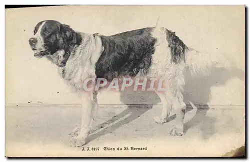 Cartes postales Chiens Chien du St Bernard