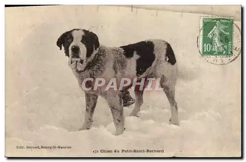 Ansichtskarte AK Chiens Chien du Petit St Bernard