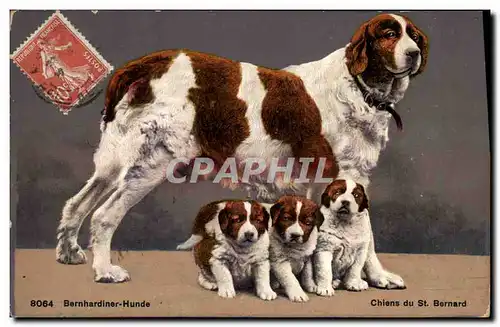 Ansichtskarte AK Chiens du St Bernard Chien