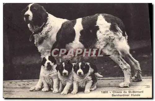 Cartes postales Chiens du St Bernard Chien