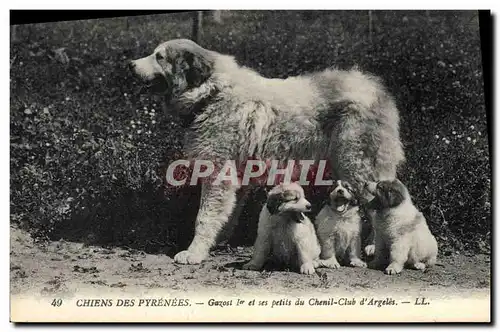 Ansichtskarte AK Chiens des Pyrenees Gazost &Er et ses petits du Chenil Club d&#39Argeles Chien