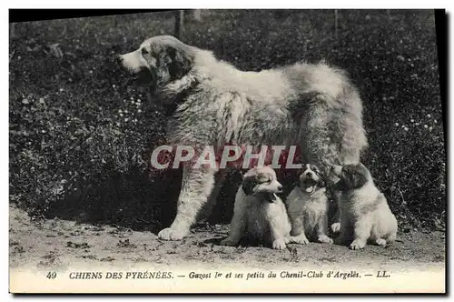 Cartes postales Chiens des Pyrenees Gazost &Er et ses petits du Chenil Club d&#39Argeles Chien