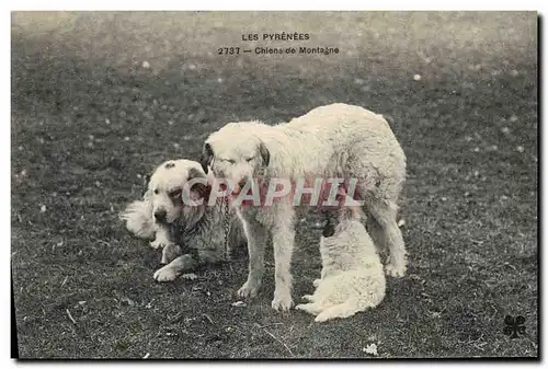 Cartes postales Chiens de montagne Pyrenees Chien