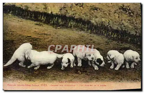 Cartes postales Chiens des Pyrenees Une portee de 8 jours Chien