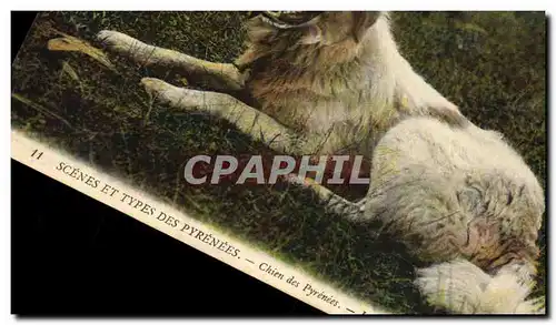 Cartes postales Chiens Chien des Pyrenees