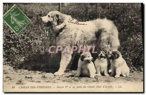 Cartes postales Chien Chiens des Pyrenees Gazost 1er et ses petits du chenil club d&#39Argeles