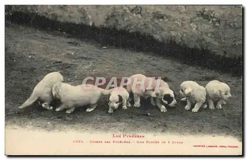 Ansichtskarte AK Chien Chiens des Pyrenees Une portee de 8 jours