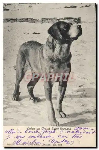 Cartes postales Chien du Grand St Bernard Chiens