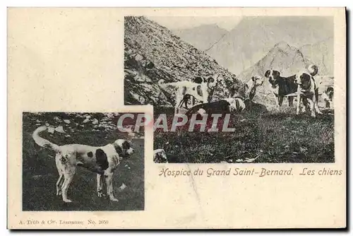 Cartes postales Chien Chiens Hospice du Grand St Bernard