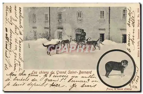 Cartes postales Chien Les Chiens du Grand St Bernard Flora la bonne chienne