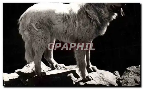 Cartes postales moderne Chien Chiens des Pyrenees