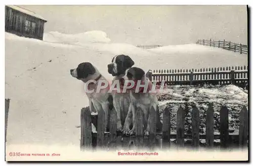 Cartes postales Chien Chiens Bernardinerhunde