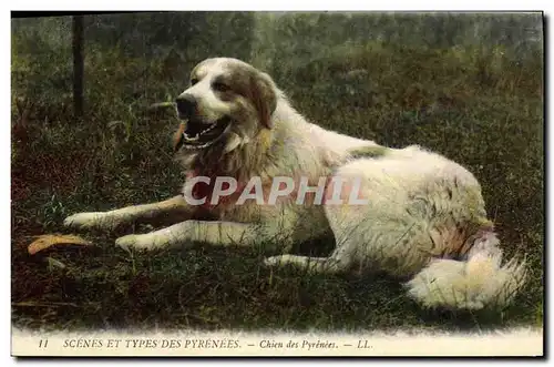 Cartes postales Chien Chiens des Pyrenees