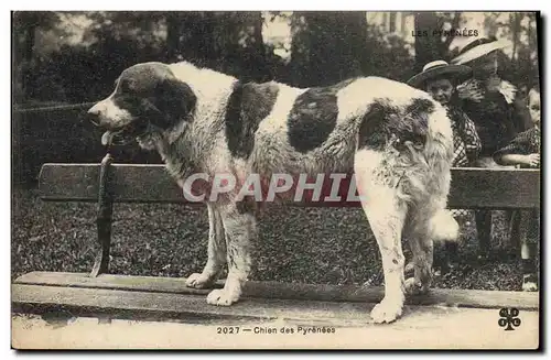 Ansichtskarte AK Chien Chiens des Pyrenees