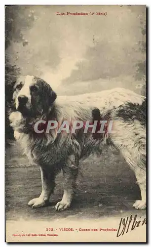 Cartes postales Chien Chiens des Pyrenees Viscos