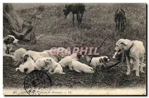 Cartes postales Chien Chiens de montagne Lourdes