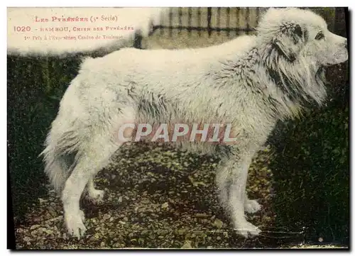 Cartes postales Chien Chiens des Pyrenees Bambou 1er prix a l&#39exposition Canine de Toulouse