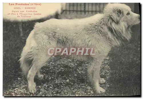 Cartes postales Chien Chiens des Pyrenees Bambou 1er prix a l&#39exposition Canine de Toulouse