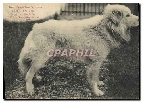 Cartes postales Chien Chiens des Pyrenees Bambou 1er prix a l&#39exposition Canine de Toulouse