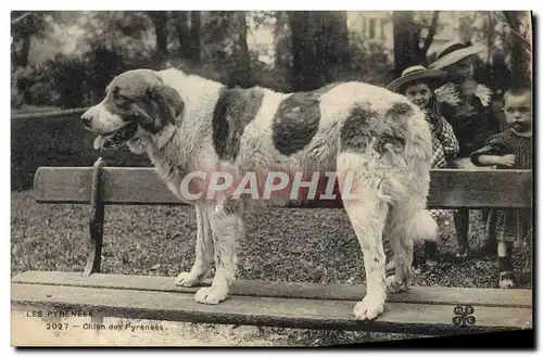 Cartes postales Chien Chiens des Pyrenees