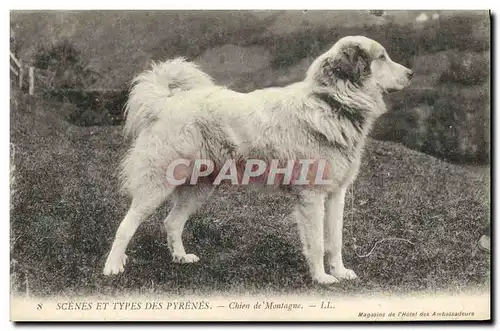 Ansichtskarte AK Chien Chiens des Pyrenees Chien de montagne