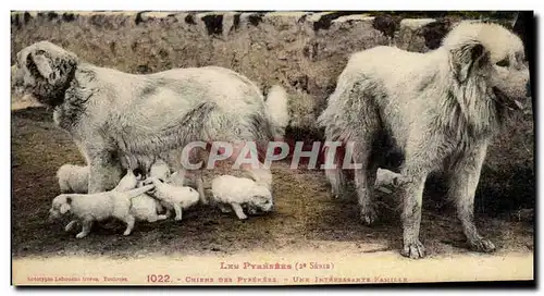 Cartes postales Chien Chiens des Pyrenees Une interessante famille