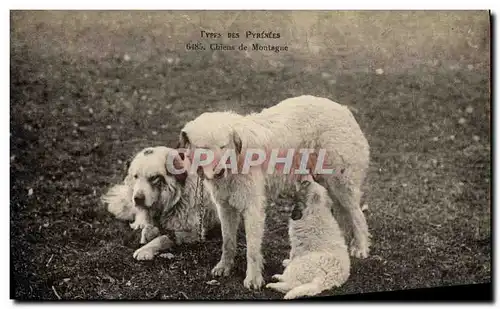 Ansichtskarte AK Chien Chiens de montagne Pyrenees