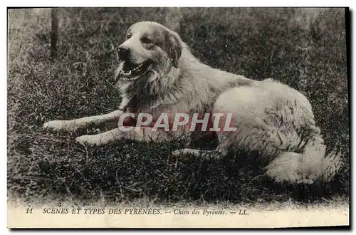 Ansichtskarte AK Chien Chiens des Pyrenees