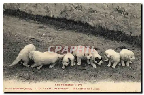 Ansichtskarte AK Chien Chiens des Pyrenees Une portee de 8 jours