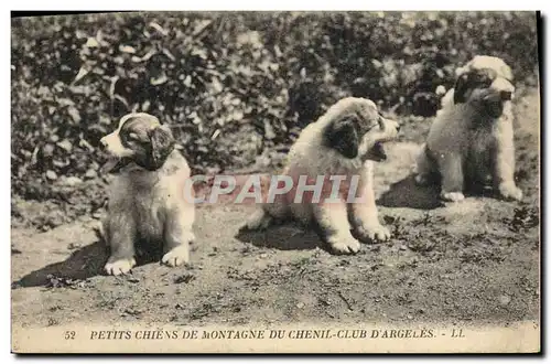 Ansichtskarte AK Chien Petits Chiens de montagne du Chenil Club d&#39Argeles