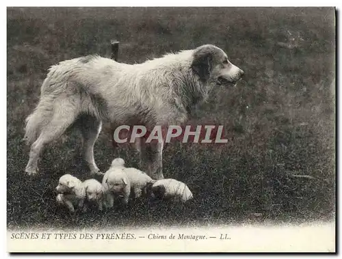 Ansichtskarte AK Chien Chiens de montagne Pyrenees