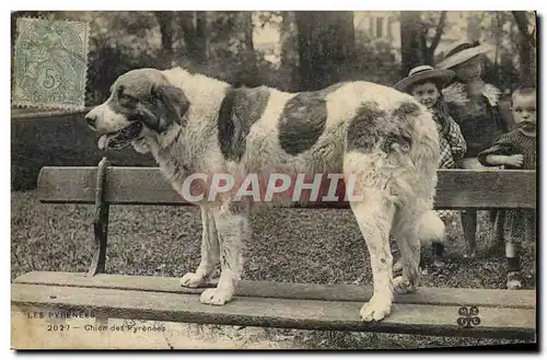 Ansichtskarte AK Chien Chiens des Pyrenees Enfants