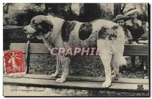 Ansichtskarte AK Chien Chiens des Pyrenees Enfants