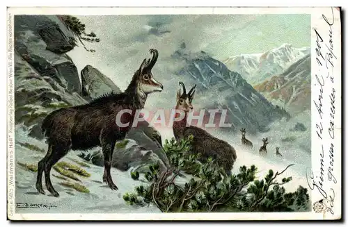 Cartes postales Chasse Isards