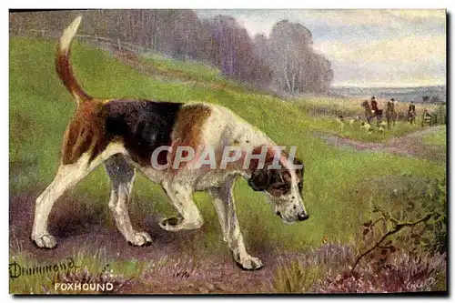 Cartes postales Chasse Foxhound