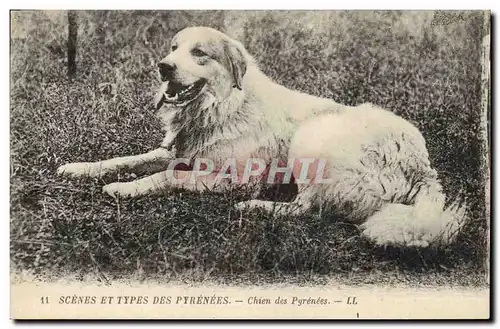 Ansichtskarte AK Chien Chiens des Pyrenees