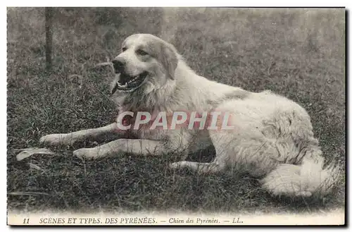 Ansichtskarte AK Chien Chiens des Pyrenees