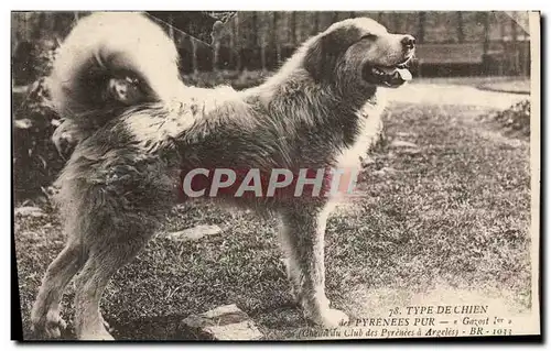 Cartes postales Chien des Pyrenees Chiens Gazost 1er Chenil du Club des Pyrenees a Argeles