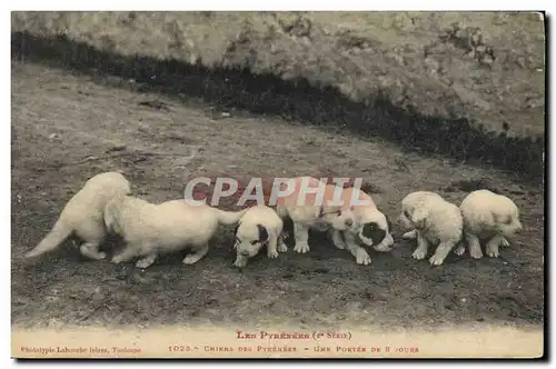 Cartes postales Chien Chiens des Pyrenees Une portee de 8 jours