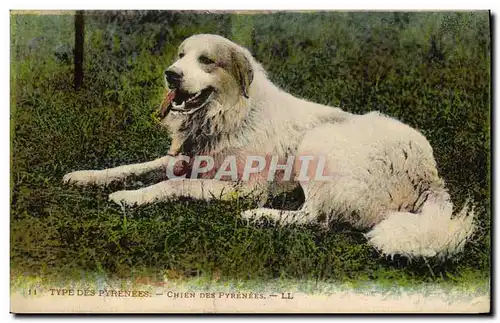 Ansichtskarte AK Chien Chiens des Pyrenees