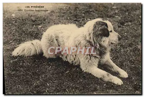 Ansichtskarte AK Chien de montagne Pyrenees Chiens