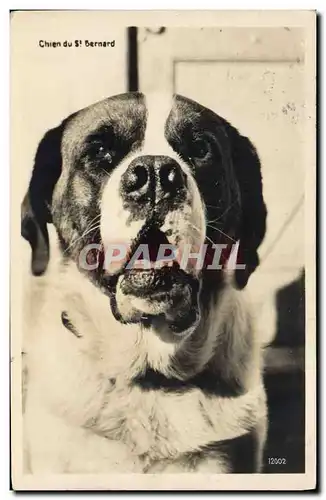 Cartes postales Chien du St Bernard Chiens