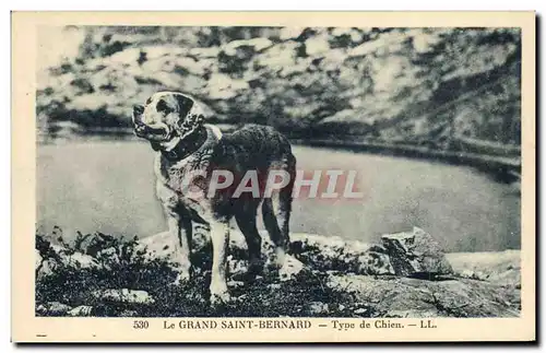 Cartes postales Chien Chiens Grand St Bernard