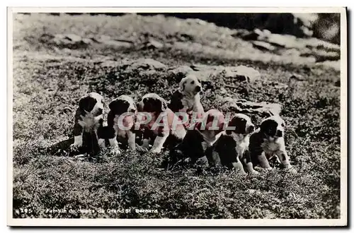 Cartes postales Chien Famille de Chiens du Grand St Bernard