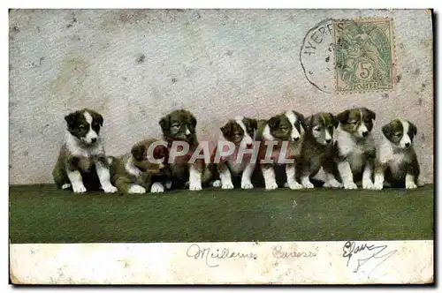 Cartes postales Chien Chiens